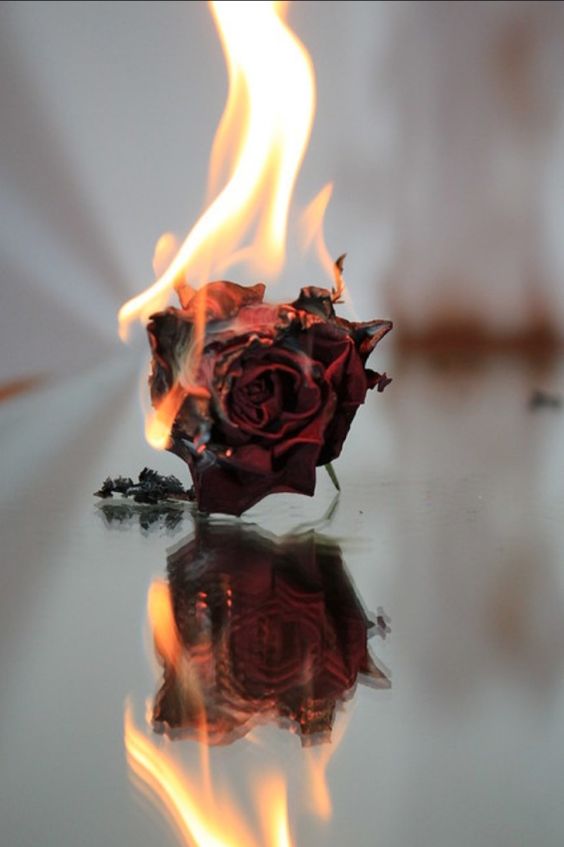 Burning Rose Art